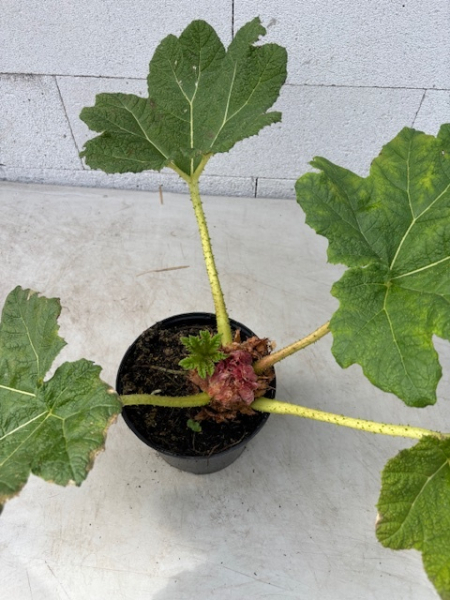 Gunnera manicata 4
